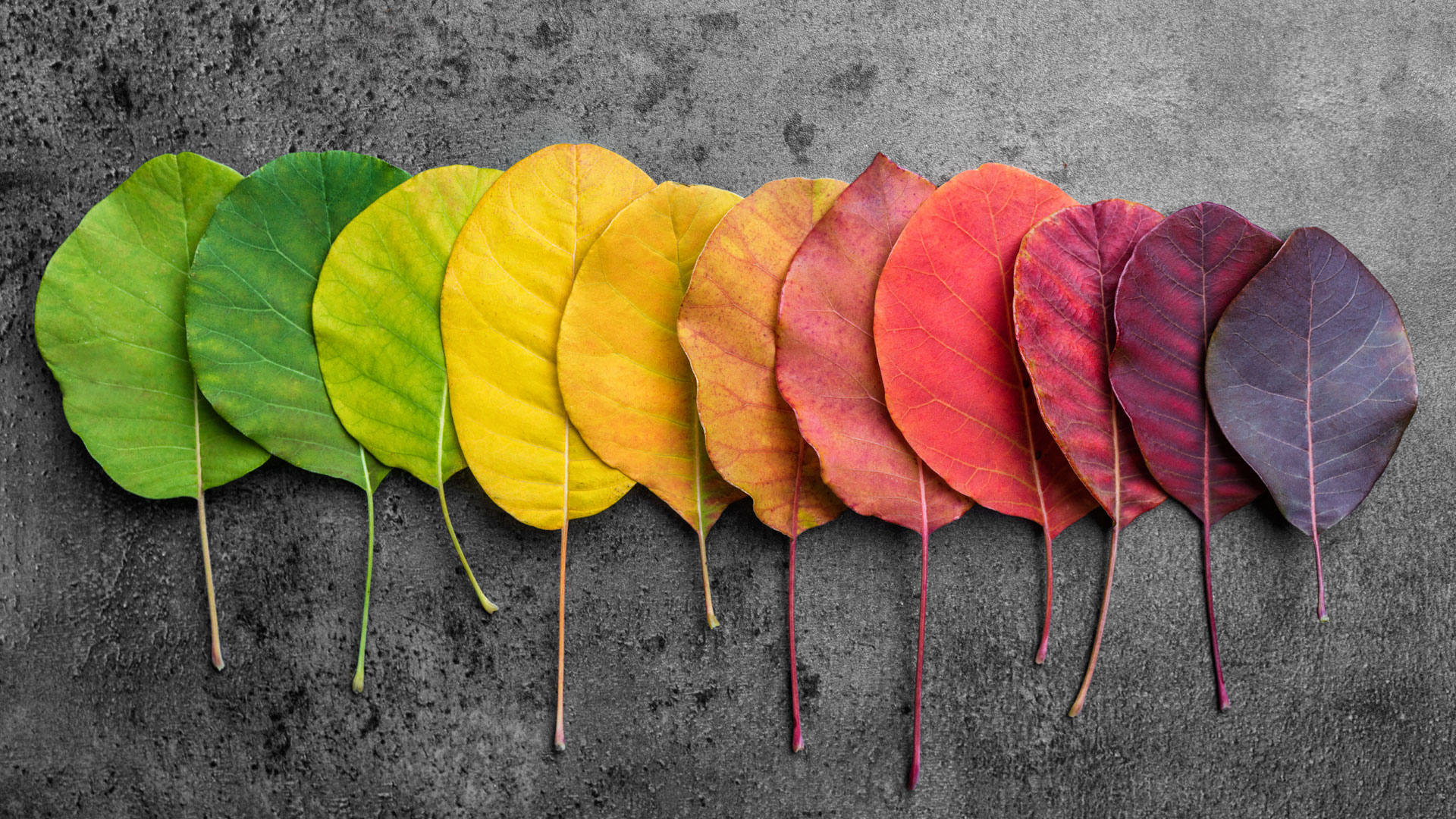 armocromia-foglie-colori magazine dolomia