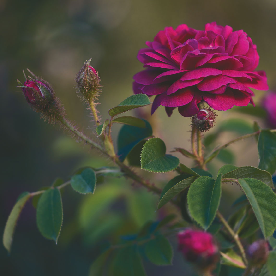 Coltura meristematica: come usare il potere antiage di una rosa rarissima senza toccare neanche un petalo